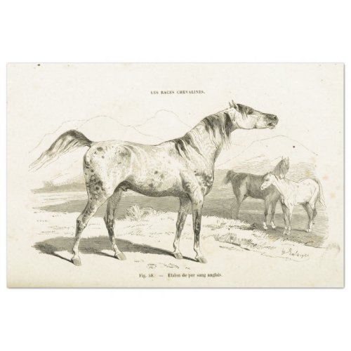 Horse Ephemera Decoupage Vintage French  Tissue Paper