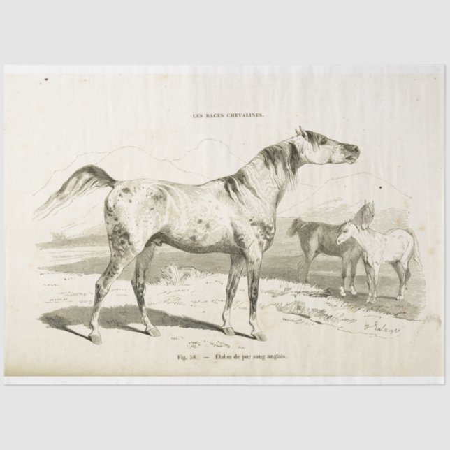 Horse Ephemera Decoupage Vintage French  Tissue Paper (Front)