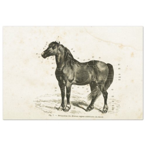 Horse Ephemera Decoupage Vintage French Tissue Paper