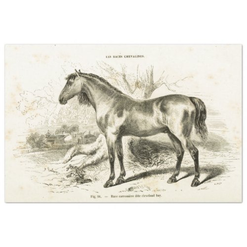 Horse Ephemera Decoupage Vintage French  Tissue Paper