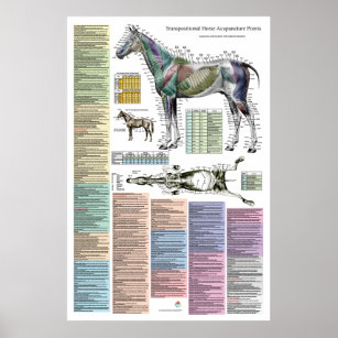 Horse Equine Acupuncture Points Veterinary Poster