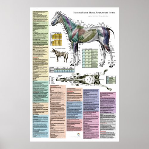 Horse Equine Acupuncture Points Veterinary Poster
