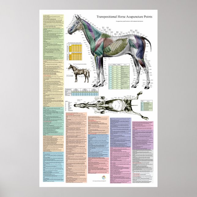 Horse Equine Acupuncture Points Veterinary Poster (Front)