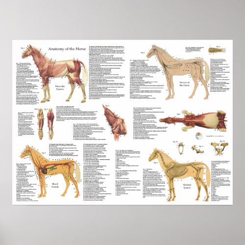 Horse Equine Anatomy Muscles Skeleton Poster