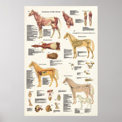 Horse Equine Anatomy Poster Large Format