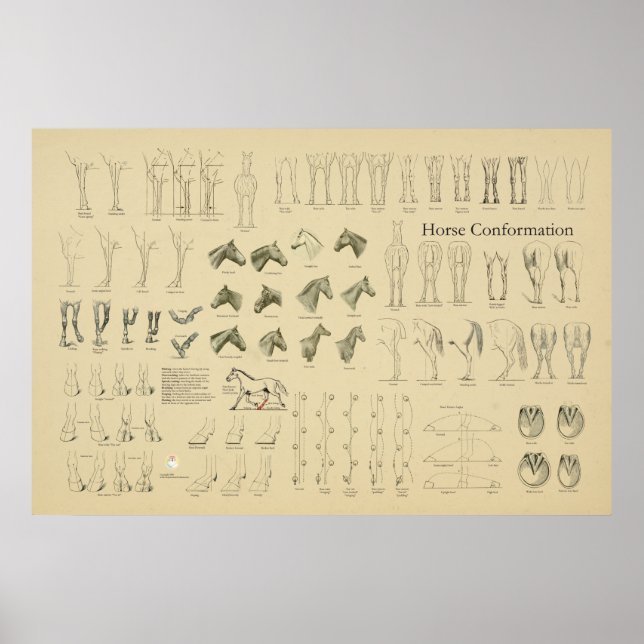 Horse Equine Conformation Chart Legs Gait (Front)