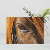 Horse eye (Standing Front)