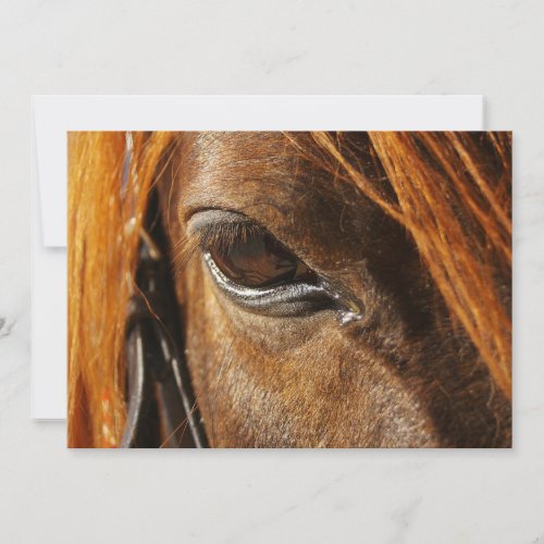 Horse eye custom announcements