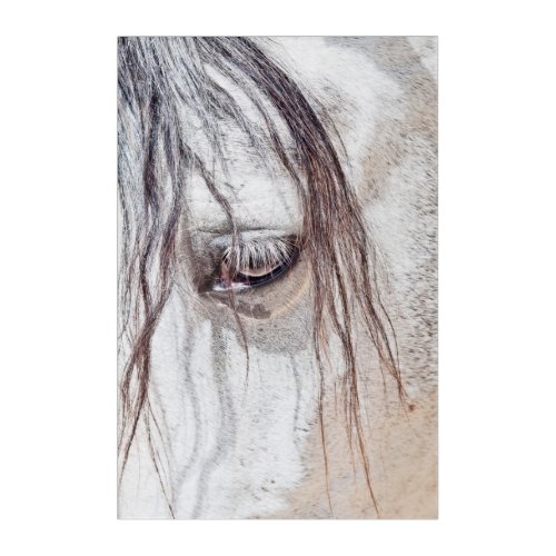 horse eye acrylic print