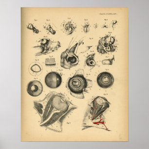 Horse Eye Ear Nose Anatomy 1908 Vintage Print