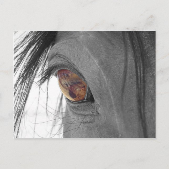 Horse Eye II Postcard (Front)