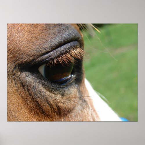 Horse Eye Poster