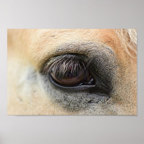 Horse Eye Poster