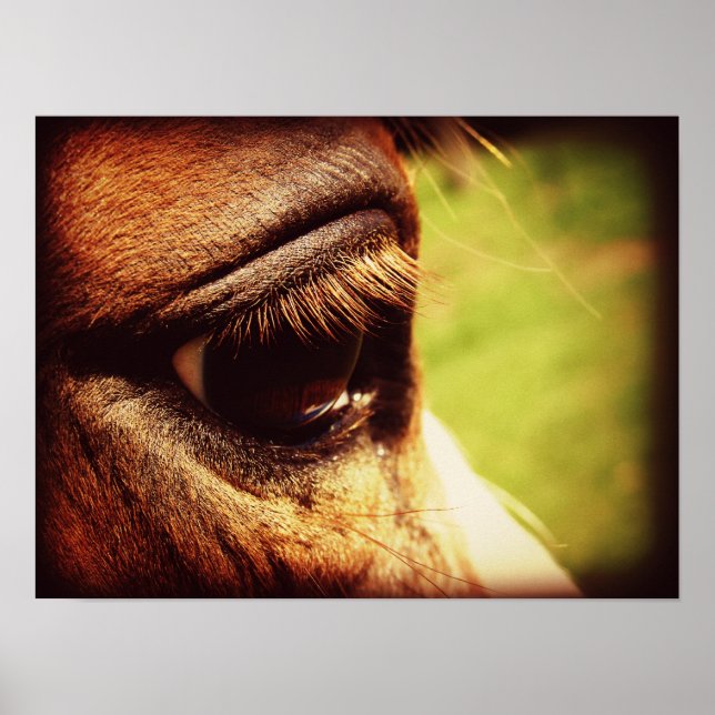 Horse Eye Poster (Front)