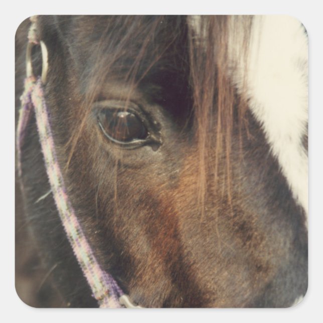 Horse Eye View Square Sticker (Front)