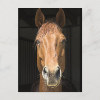 Horse Face Photograph Postcard