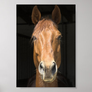 Horse Face Photograph Poster