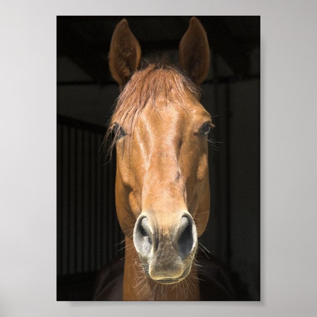 Horse Face Photograph Poster (Front)