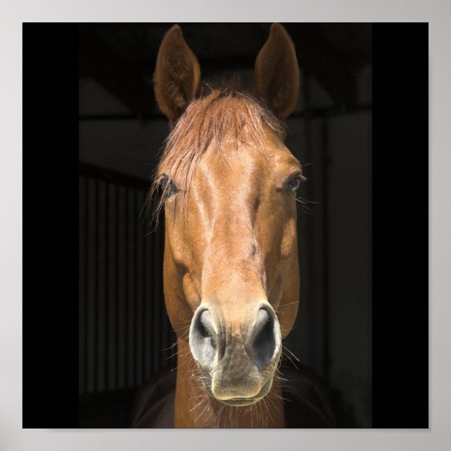 Horse Face Photograph Poster (Front)