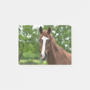 Horse Face With Marking Post-it Notes