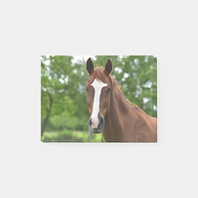 Horse Face With Marking Post-it Notes (Front)