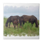 Horse Family Grazing  Tile