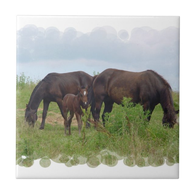 Horse Family Grazing  Tile (Front)