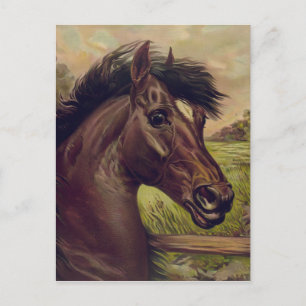 horse farm ranch ride sports western equine pet postcard