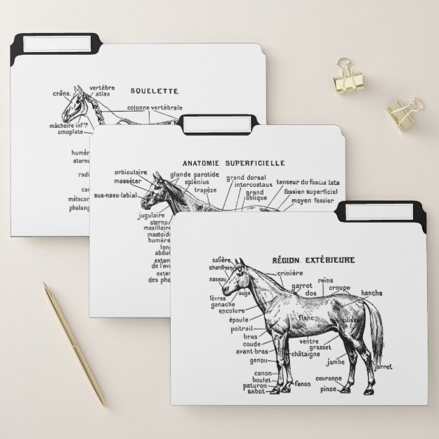 Horse File Folder