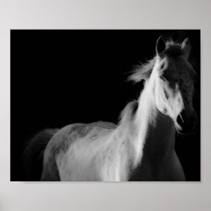 horse, fine art photography poster