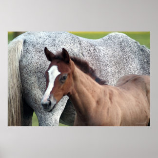 Horse Foal Art Poster -60x40 -other sizes