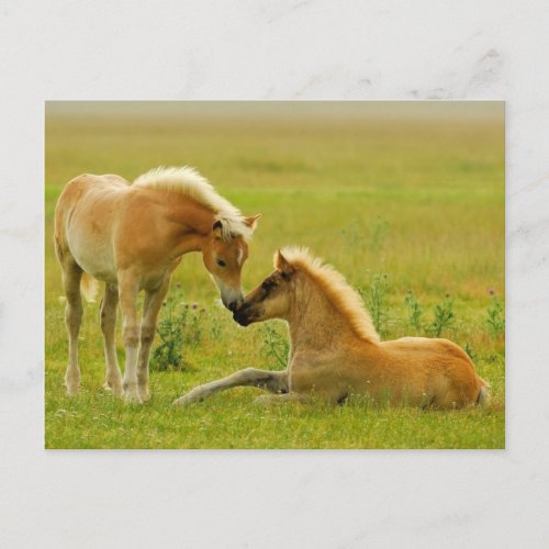 Horse Foals Postcard