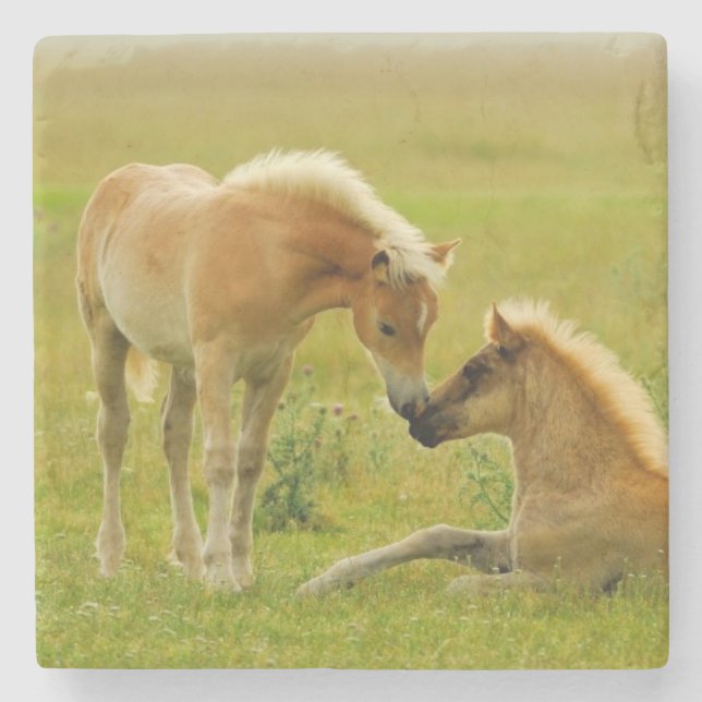 Horse Foals Stone Coaster (Front)