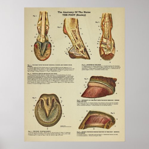 Horse Foot Hoof Anatomy Veterinary Chart