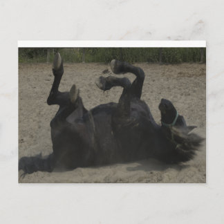 HORSE FROLICKING POSTCARD