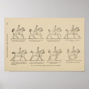 Horse Gallop Phases Print by AcupunctureProducts at Zazzle