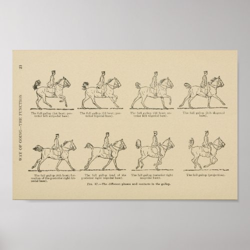 Horse Gallop Phases Print