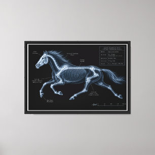 Horse Gallop X-Ray Motion Study Canvas Print