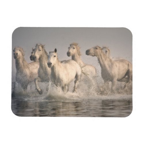 Horse Galloping in the Mediterranean Water Magnet