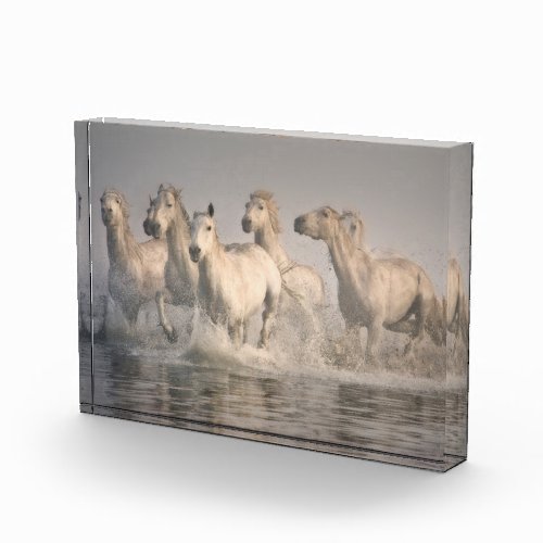 Horse Galloping in the Mediterranean Water Photo Block