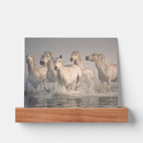 Horse Galloping in the Mediterranean Water Picture Ledge