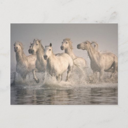 Horse Galloping in the Mediterranean Water Postcard