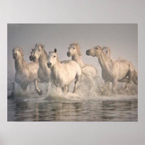 Horse Galloping in the Mediterranean Water Poster