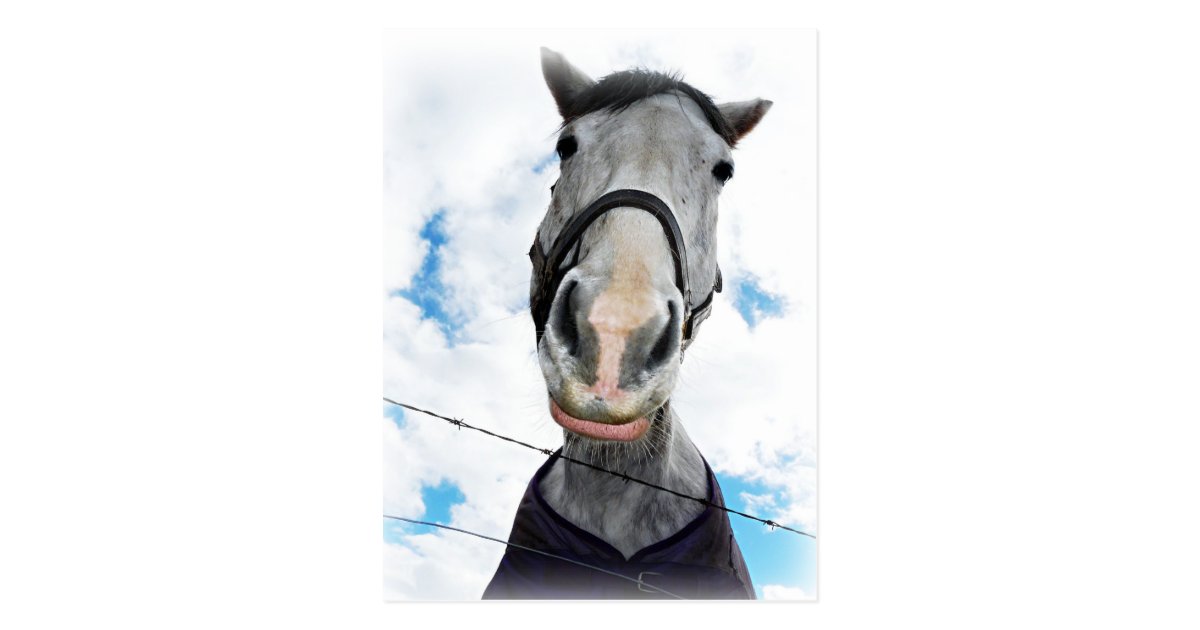 Horse Getting Lippy Funny Face Postcard Zazzle Com
