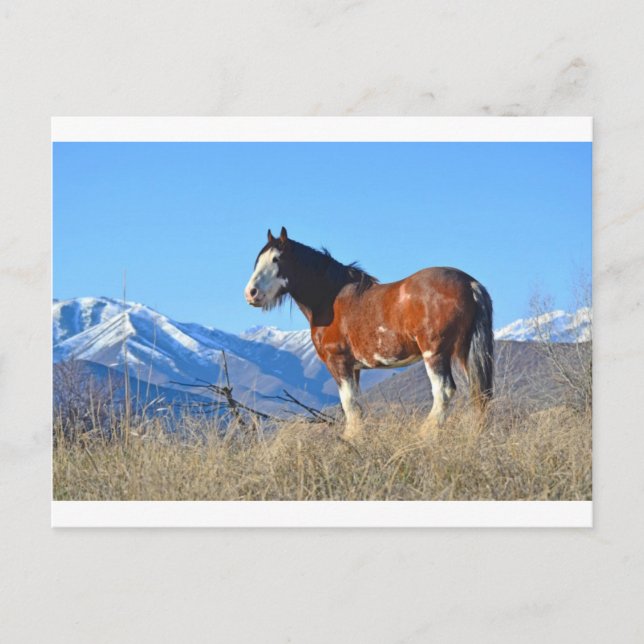 Horse Grass and Mountains Postcard (Front)