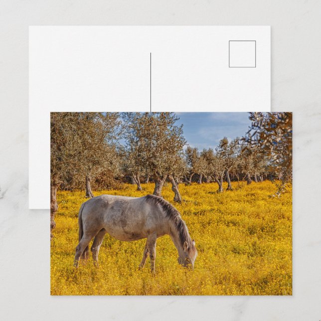 Horse grazing in a yellow flowers meadow postcard (Front/Back)