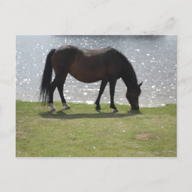 Horse grazing in front of the sunlit lake postcard (Front)