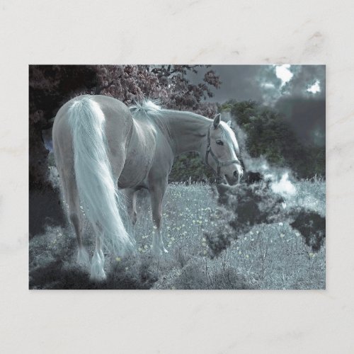 Horse Grazing in the Moonlight Postcard