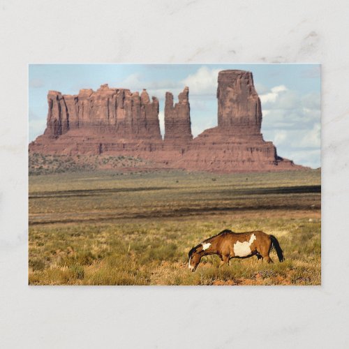 Horse Grazing Monument Valley UT Postcard