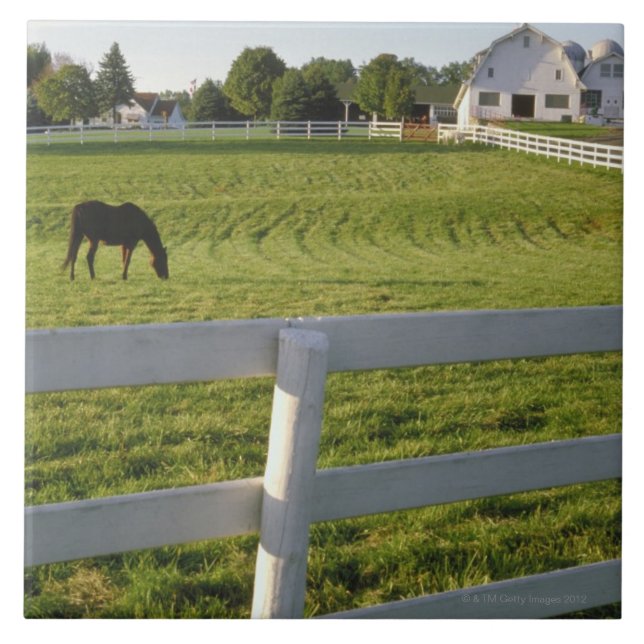 Horse grazing on farm tile (Front)